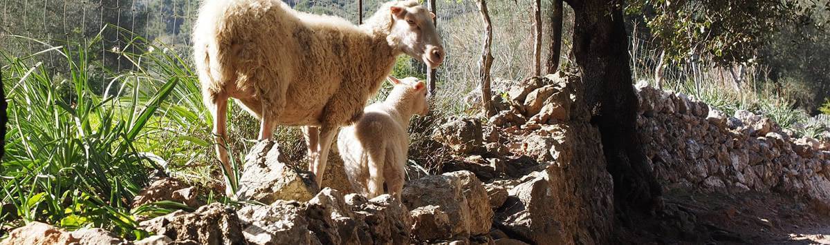 Schafe auf Mallorca