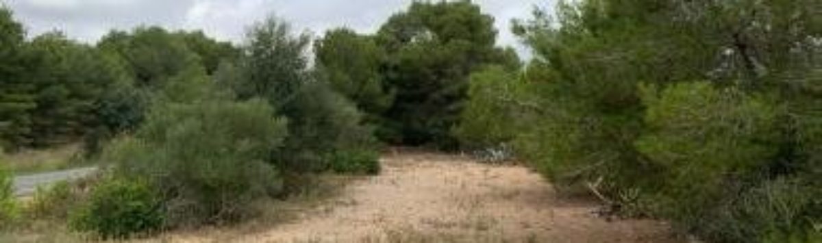 Bild zum Objekt: 55.000m² Baugrundstück inkl. Finca-Projekt zu verkaufen