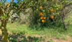 ...die vielen Orangenbäume...