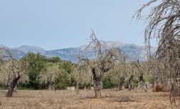 Finca-Grundstück bei Costix