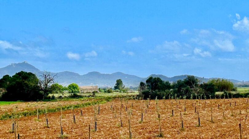 Olivos