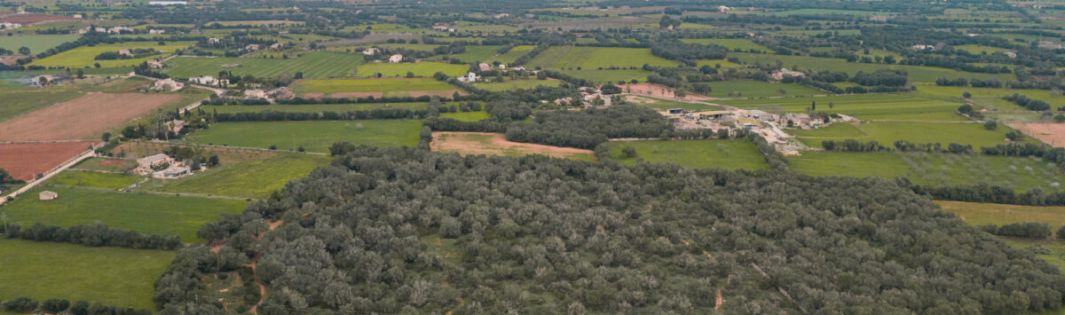 Image of the property: 64,000m² woodland plot with project for a villa for sale