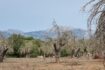 28.000m² Finca Baugundstück in Costix zum Verkauf