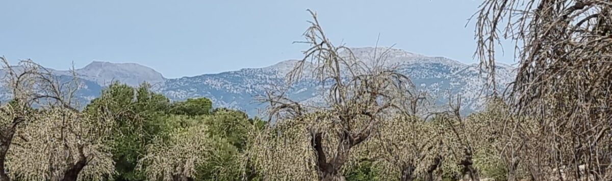 Bild zum Objekt: 28.000m² Finca Baugundstück in Costix zum Verkauf