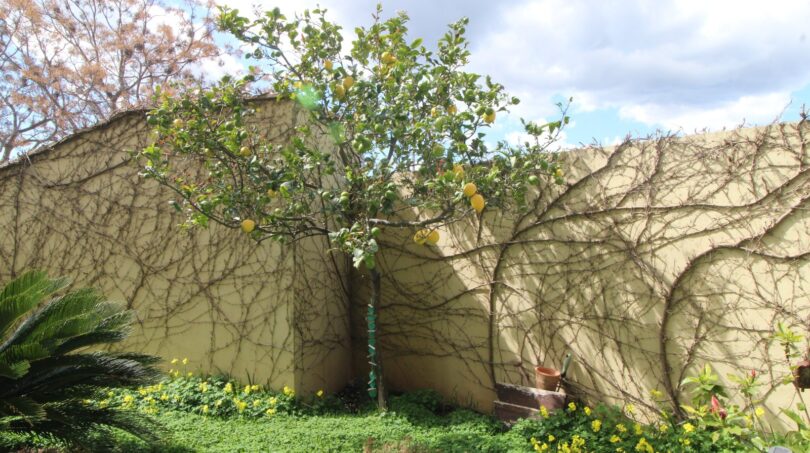 Jardín