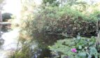 Teich