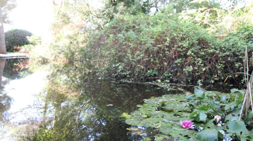 Teich