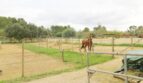 Finca mit Gästehaus ()