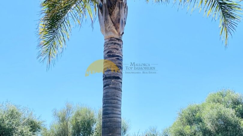 Finca in Son Gual