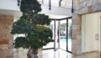Lichtdurchflutetes Foyer der Neubau-Villa in Sol de Mallorca mit imposantem Innenbaum und Natursteinwänden