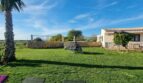 Gepflegter Garten der Finca in Felanitx mit Palme, grünem Rasen und weißem Landhaus unter blauem Himmel.