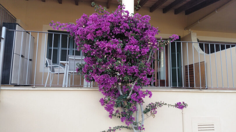 überdachte Terrasse