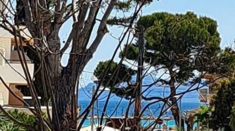 Straße in Alcúdia mit Pinien, Meerblick und Strandnähe – Lage des exklusiven Anwesens.