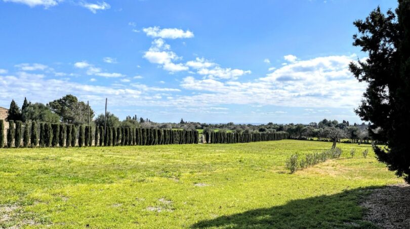 Amplio terreno verde de la finca en Porto Cristo con avenida de cipreses y vistas al mar al fondo