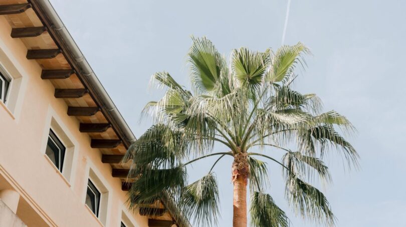 Außenansicht mit Palme und mediterraner Fassade der Maisonette-Wohnung in Palma de Mallorca