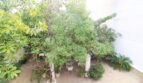 Bepflanzter Innenhof der Villa in Alcúdia mit großen Bäumen, Sitzgruppe und weißen Säulen.