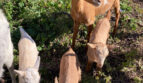 Tiere