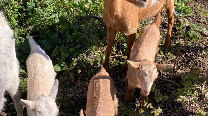 Tiere