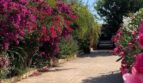 Gepflasterte Einfahrt mit blühenden Bougainvilleen und Palmen zum Chalet in Es Garrovers, Marratxí.