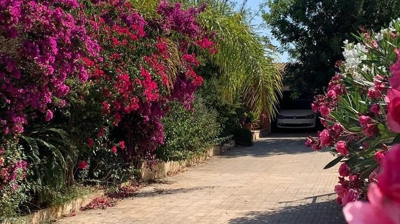 Gepflasterte Einfahrt mit blühenden Bougainvilleen und Palmen zum Chalet in Es Garrovers, Marratxí.