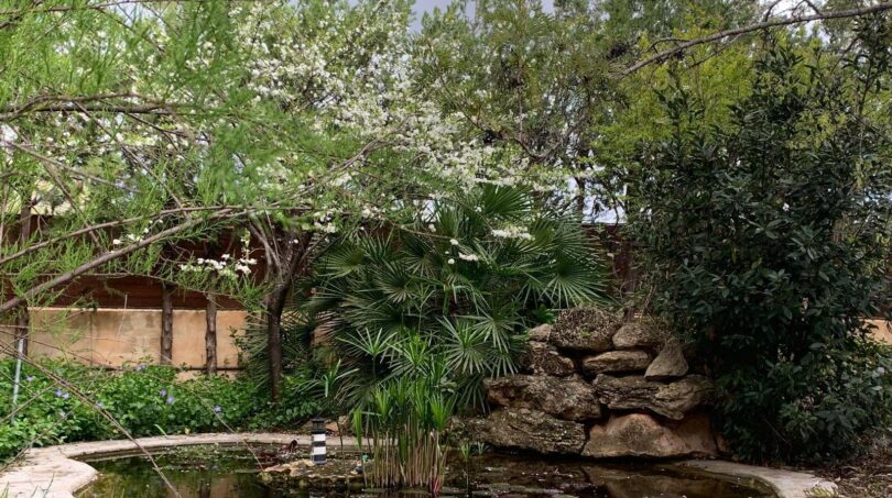 Naturnaher Gartenteich mit Felsbach, Palmen und Blütenbäumen im Chalet Es Garrovers, Marratxí