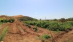 Gemüsegarten mit Beeten und Olivenbäumen der Finca in Son Ferriol, Mallorca
