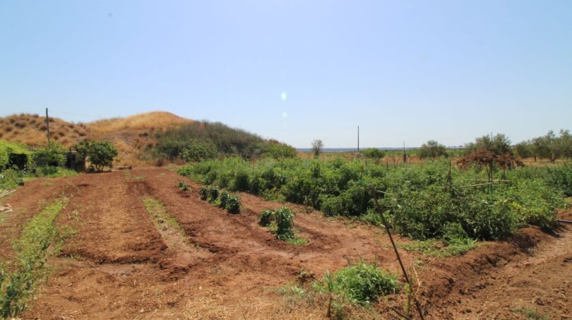 Gemüsegarten mit Beeten und Olivenbäumen der Finca in Son Ferriol, Mallorca