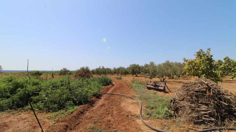 Landwirtschaftliche Finca in Son Ferriol: Feldweg mit Bewässerungsschlauch, Olivenbäume und Gemüseanbau