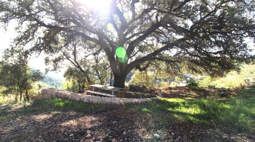 Großer alter Baum mit Steinmauer und Picknicktisch, malerische Außenanlage der Bergliegenschaft in Esporles