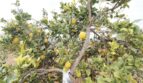 Zitronenbaum mit reifen gelben Früchten auf dem Grundstück der Neubau-Finca in Son Llebre, Palma.