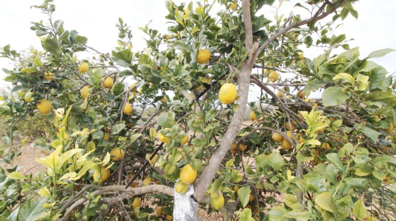 Zitronenbaum mit reifen gelben Früchten auf dem Grundstück der Neubau-Finca in Son Llebre, Palma.