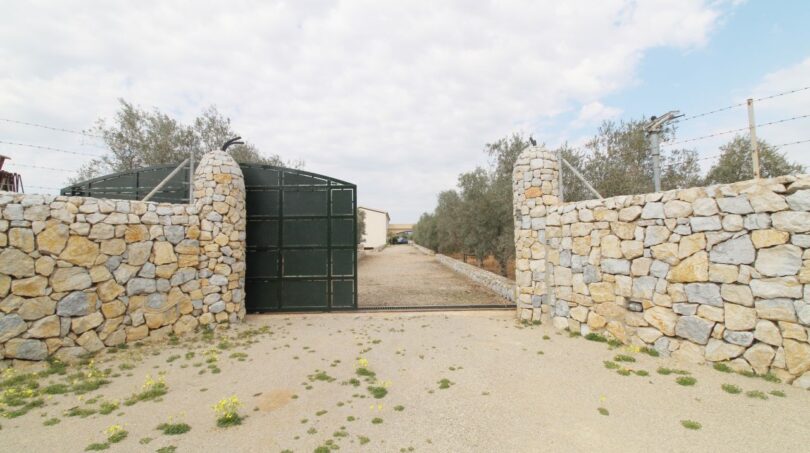 Einfahrt der Neubau-Finca mit grünem Metalltor, Natursteinmauern und Olivenbäumen in Son Liebre, Palma.