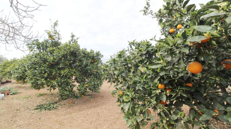 Orangenhain der Neubau-Finca in Son Llebre, Palma – reife Früchte an gepflegten Zitrusbäumen.