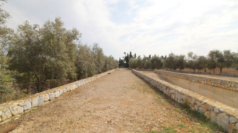 Langer Schotterweg mit Trockensteinmauern und Olivenbäumen zur Neubau-Finca in Son Llebre, Palma