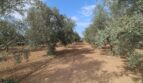 Olivenhain der Neubau-Finca in Son Llebre, Palma – gepflegte Bäume auf rotem Lehmboden unter blauem Himmel.