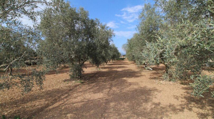 Olivenhain der Neubau-Finca in Son Llebre, Palma – gepflegte Bäume auf rotem Lehmboden unter blauem Himmel.