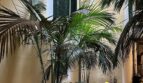 Innenhof der Wohnung in Palma mit Palmen, weißen Kieselsteinen und grünen Fensterläden an gelber Fassade