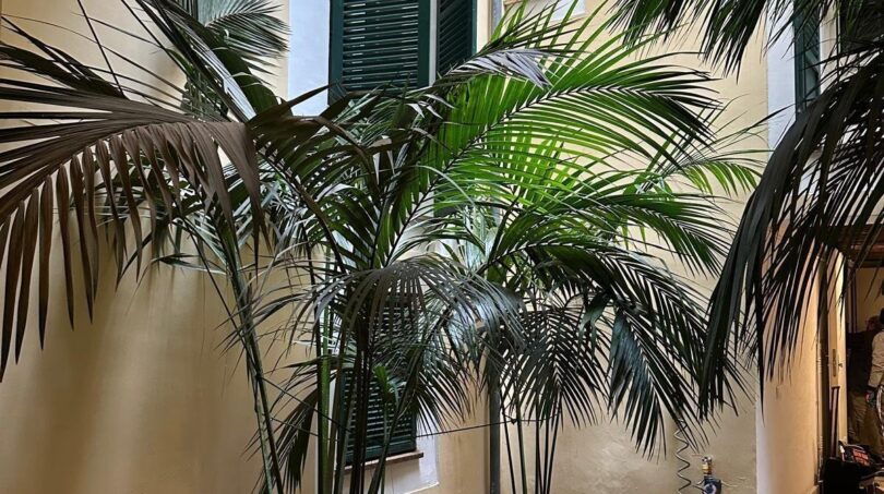 Innenhof der Wohnung in Palma mit Palmen, weißen Kieselsteinen und grünen Fensterläden an gelber Fassade