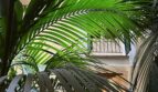 Atrium mit tropischen Palmen und mediterraner Architektur in exklusiver Wohnanlage in Palma de Mallorca
