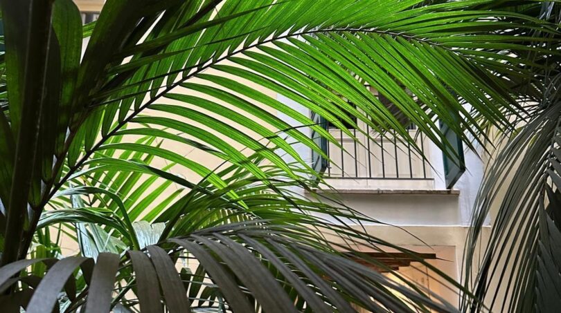 Atrium mit tropischen Palmen und mediterraner Architektur in exklusiver Wohnanlage in Palma de Mallorca