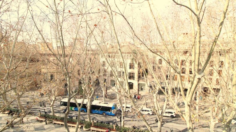 Vista desde el ático en el animado Paseo del Borne con plátanos desnudos, autobuses urbanos y edificios históricos en Palma.