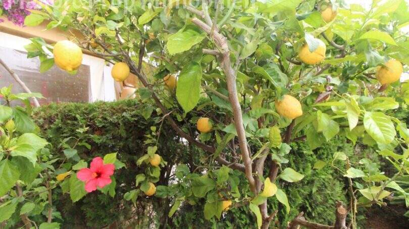 Zitronenbaum