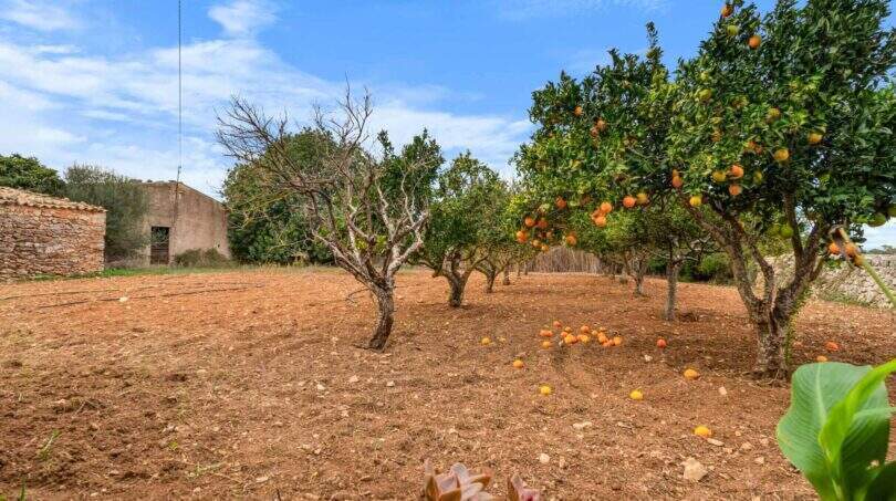 Riesige-traditionelle-Finca-Felanitx-4