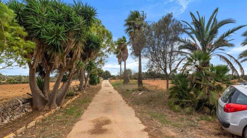 Palmen Finca Mallorca