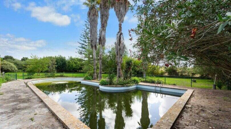 Pool mit Palmen Mallorca