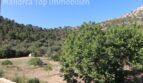 Blick auf den Hexenberg mit üppiger Vegetation und Olivenbäumen – Naturlage der Finca in Llucmajor.