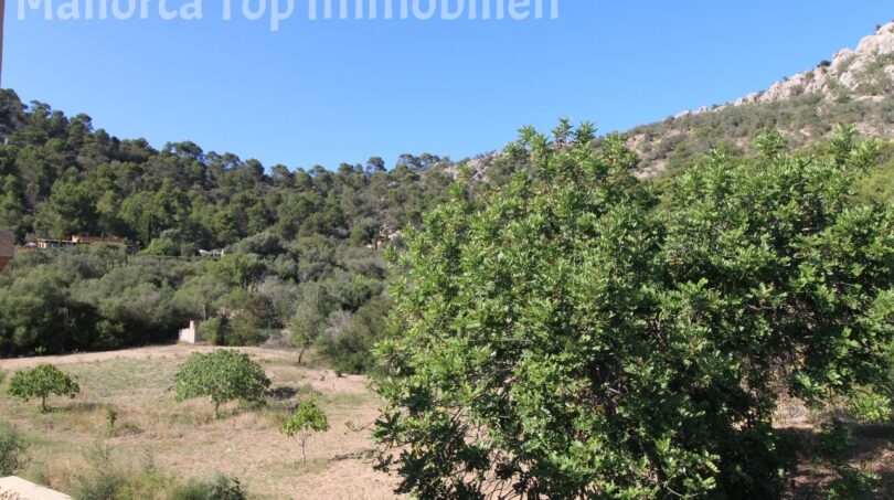 Blick auf den Hexenberg mit üppiger Vegetation und Olivenbäumen – Naturlage der Finca in Llucmajor.