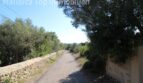 Schmaler Landweg zur Finca in Llucmajor, gesäumt von Natursteinmauern und mediterraner Vegetation.