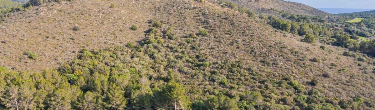 Bild zum Objekt: 92.450m² Baugrundstück in Canyamel zu kaufen