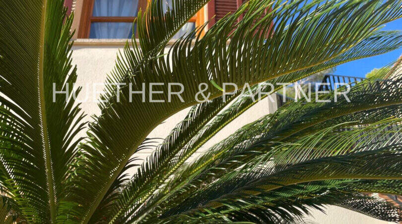 Aussenansicht mit Palme